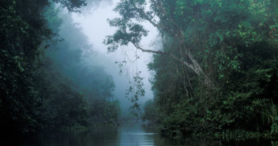 The Forests of Paraguay